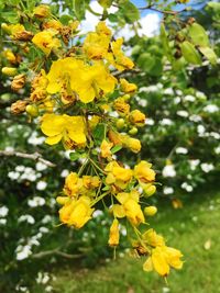 Close-up of yellow flowers