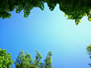 Low angle view of trees against clear blue sky