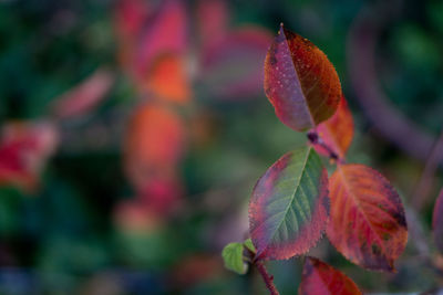 Close-up of red leaves on plant during autumn