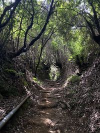 View of trees in the forest