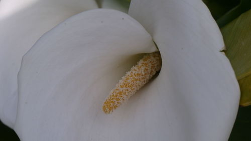 Close-up of plant against white background