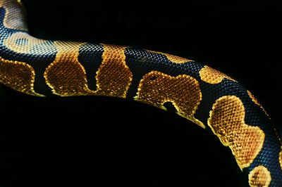 Close-up of snake against black background