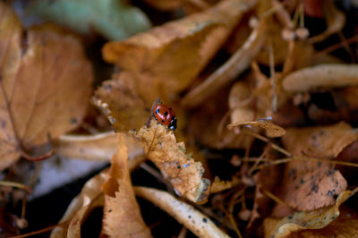 Close-up of ladybug on dry leaves