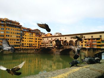 Birds flying over lake against buildings