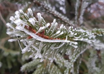 Close-up of frozen leaves during winter