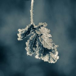 Close-up of frozen plant