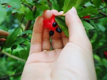 Close-up of hand holding fruit