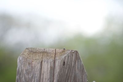 Close-up of insect on tree stump