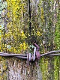 Close-up of metal tree