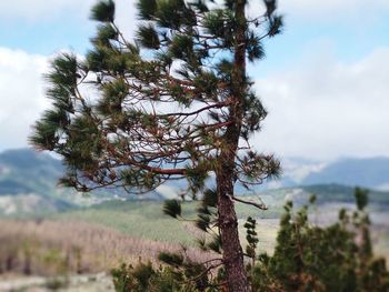 Close-up of pine tree on landscape against sky