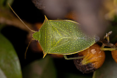 Close-up of green leaves