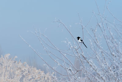 A bird on a frozen tree trunk in winter