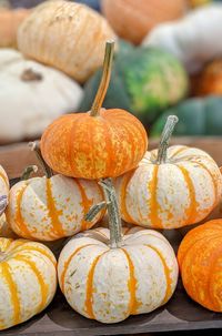 Mixed Pumpkins