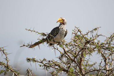 Low angle view of bird perching on tree