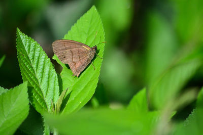 Close-up of butterfly on leaf