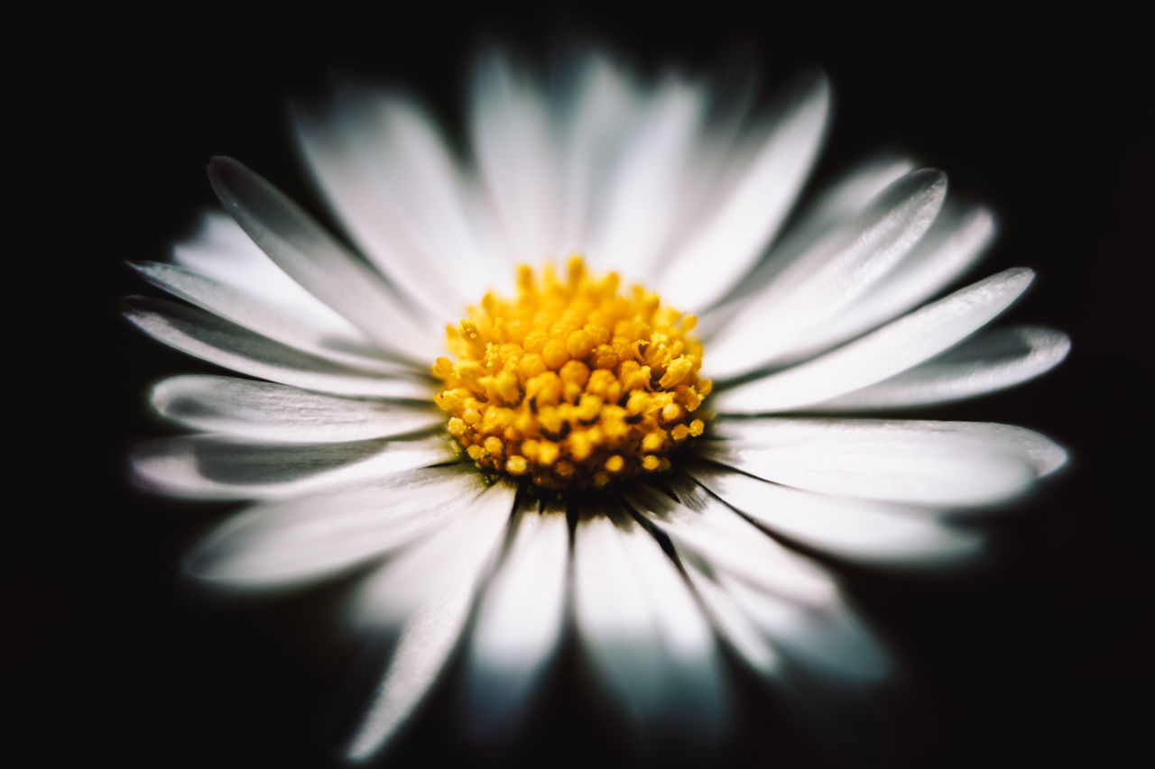 CLOSE-UP OF WHITE DAISY AGAINST BLACK BACKGROUND