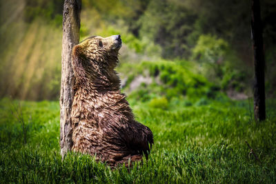Brown bear sitting on grassy field