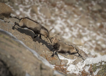 Tilt shift image of deer fighting on rock formation during winter