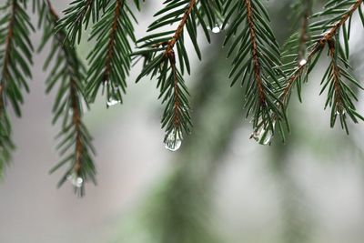 Closeup macro of water drops on pine tree branch
