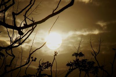 Silhouette bare tree against sunset sky