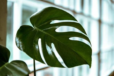 Low angle view of fresh green leaves