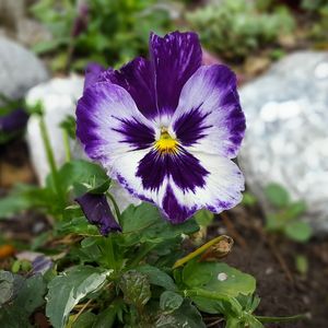 Close-up of purple flowering plant