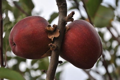 Close-up of apple on tree