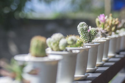 Close-up of potted plant on table