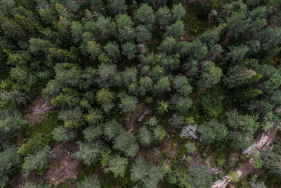 High angle view of pine trees in forest