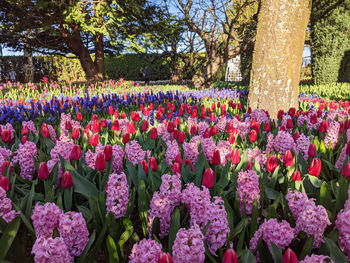 Pink tulip flowers in park