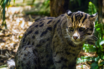 Close-up of cat