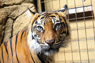 Close-up portrait of a cat in zoo