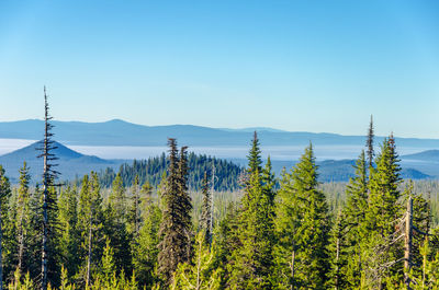 High angle view of trees growing on field against clear sky