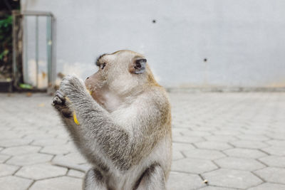 Close-up of monkey eating banana outdoors