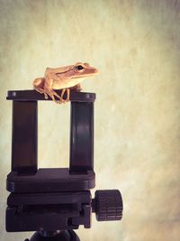 Close-up of frog on wood against wall