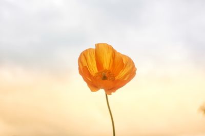 Close-up of orange flower against sky