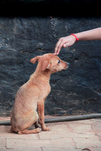 High angle view of hand touching dog