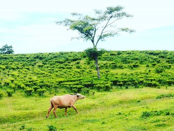 Horses grazing on grassy field