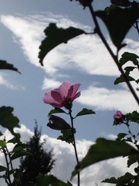 Close-up of flower against clear sky