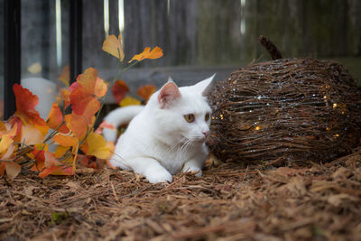 Close-up of cat on autumn leaves