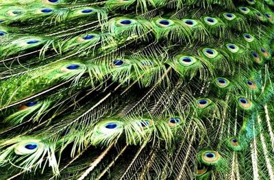 Full frame shot of colorful feathers