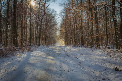 Trees in forest