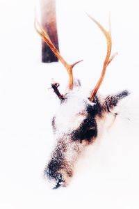 Close-up of deer in snow