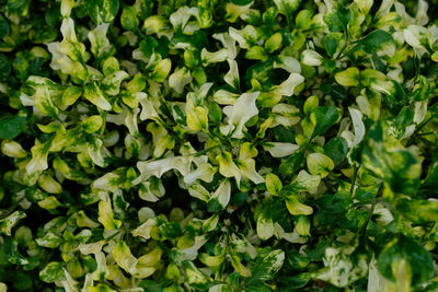 Full frame shot of fresh green plants
