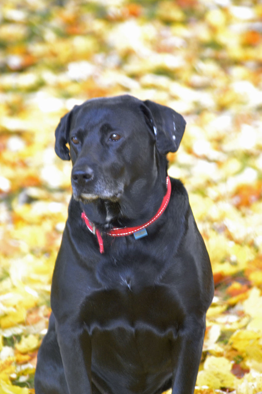 DOG LOOKING AWAY