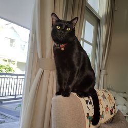 Portrait of black cat sitting on window at home