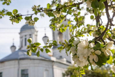 Apple-tree blossoming