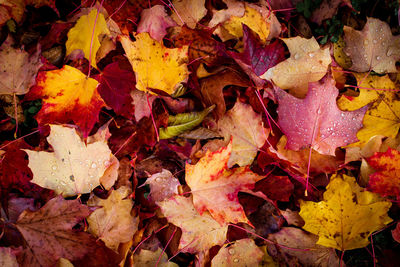 Full frame shot of autumnal leaves