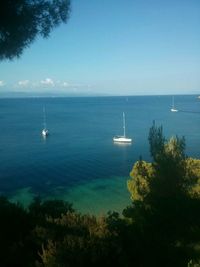 Sailboat sailing on sea