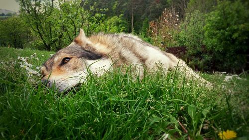 Close-up of lion lying on grass